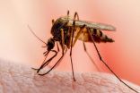 أمريكا تسجل أولى الإصابات المحلية بالملاريا منذ 20 عاماً
