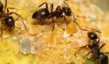 دراسة علمية تثبت إمكانية استخدام النمل في اكتشاف الإصابة بالسرطان