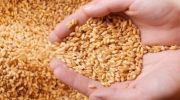 «الأمن الغذائي» تطرح المناقصة الثانية في 2023 لاستيراد 480 ألف طن قمح