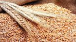 الطقس الجاف بأمريكا والتهديد الروسي يلهبان أسعار القمح عالمياً