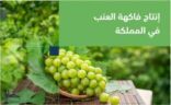 “البيئة”: المملكة تنتج 101 ألف طن من العنب سنويًّا