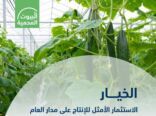 “البيئة”: الطاقة الإنتاجية للبيوت المحمية من الخيار تتجاوز 61.6 ألف طن سنوياً