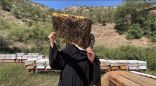 ريف السعودية”: برنامج إكثار نحل العسل يسهم بتحقيق إنتاجية بنسبة (200%) في أربعة مناحل نموذجية