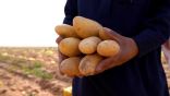 وادي الدواسر تزرع 6 آلاف هكتار بطاطس تنتج 480 ألف طن