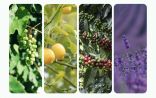 وزارة “البيئة” تطرح مشاريع زراعية لإنتاج الفاكهة والبن والزهور في منطقة الباحة