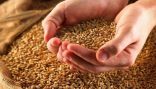 “البيئة”: دراسة لتقييم زراعة وحصاد 4 أصناف جديدة من بذور القمح عالية الجودة والإنتاجية تتناسب مع الظروف البيئية للمملكة