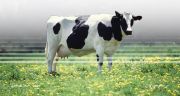 “البيئة” تطرح فرصة استثمارية واعدة لتربية الأبقار وإنتاج وتصنيع الألبان في مكة المكرمة