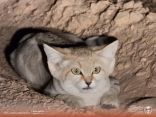 أيقونة للحياة الفطرية تُرصد لأول مرة بمحمية الوعول.. شاهد “القط الرملي”